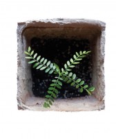 http://www.lukys.lt/files/gimgs/th-31_Acacia venetiana_sumaz.jpg